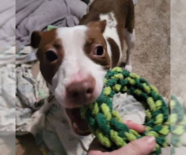 Medium Photo #7 Jack Russell Terrier-Unknown Mix Puppy For Sale in Germantown, OH, USA