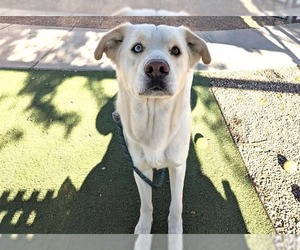 Pyrenees Husky Dogs for adoption in Chandler, AZ, USA