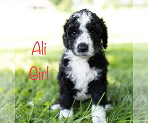 Sheepadoodle Puppy for sale in GRANT CITY, MO, USA