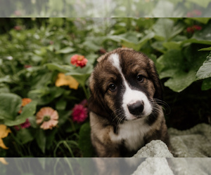 Medium Bernese Mountain Dog-Caucasian Shepherd Dog Mix