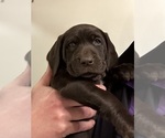 Puppy Cassandra German Shorthaired Lab