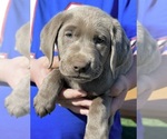 Small #5 Labrador Retriever