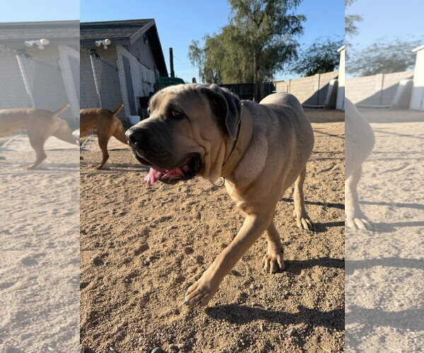 Medium Photo #10 Mutt Puppy For Sale in Goodyear, AZ, USA