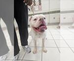 *RALPH - Male American Bulldog Dog for Adoption - Small photo