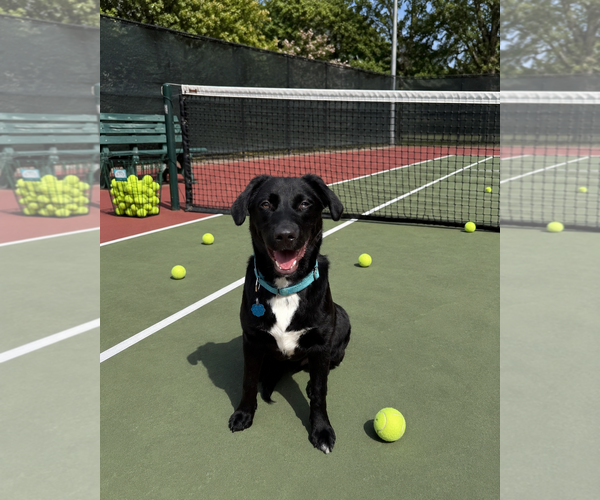 Medium Photo #4 Mutt Puppy For Sale in Euless, TX, USA
