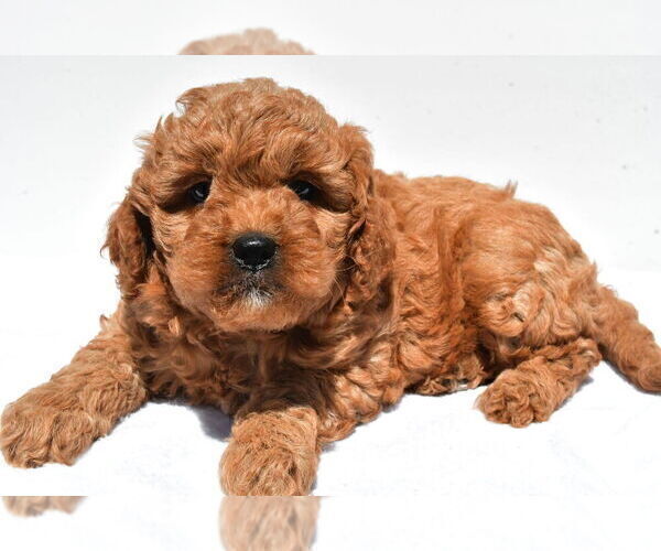Medium Photo #61 Goldendoodle mix (+ Poodle Miniature) Puppy For Sale in DURHAM, CT, USA