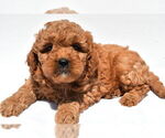 Small #60 Goldendoodle mix (+ Poodle Miniature)
