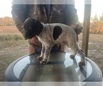 Small #5 German Shorthaired Pointer