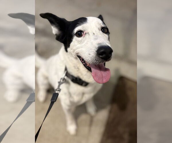 Medium Photo #2 Mutt Puppy For Sale in Rootstown, OH, USA