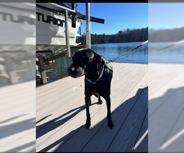 Medium Photo #2 Mutt Puppy For Sale in Atlanta, GA, USA