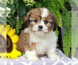Shih-Poo Puppy for sale in GORDONVILLE, PA, USA