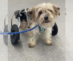 Shih Tzu-Unknown Mix Dogs for adoption in Princeton, MN, USA