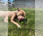 Small #3 American Staffordshire Terrier