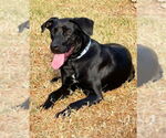 Small #1 Labrador Retriever Mix
