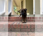 Puppy Neon German Shepherd Dog