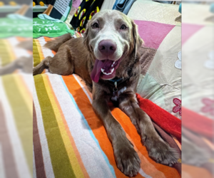 Charlie Chaplin - Male Goldmaraner Dog for Adoption - Photo #9
