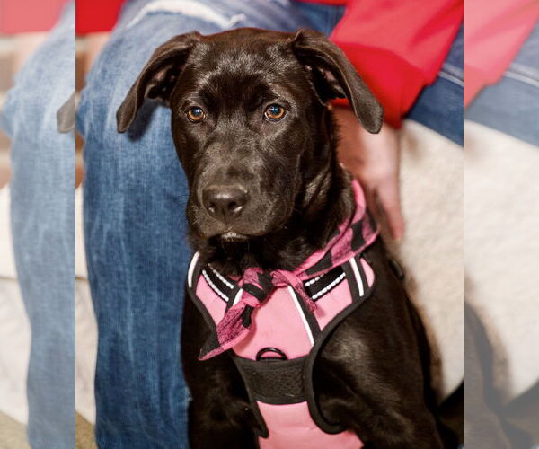 Medium Photo #5 Labrador Retriever-Unknown Mix Puppy For Sale in St. Louis Park, MN, USA
