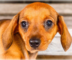 Small #1 Dachshund