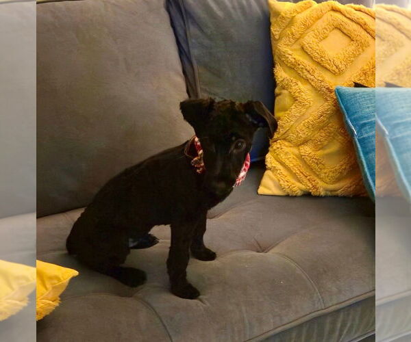 Medium Photo #2 Mutt Puppy For Sale in Fort Wayne, IN, USA