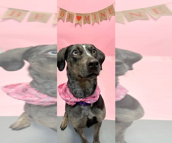 Medium Photo #2 Catahoula Leopard Dog Puppy For Sale in South Bend, IN, USA