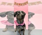 Small #1 Catahoula Leopard Dog