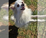 Small #2 Pomeranian