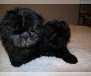 Shih Tzu Puppy for sale in S ZANESVILLE, OH, USA