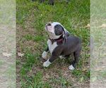 Small #7 Olde English Bulldogge
