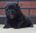 Puppy 4 Chow Chow