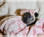 Small Photo #8 French Bulldog Puppy For Sale in ELM GROVE, WI, USA