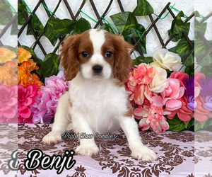 Cavalier King Charles Spaniel Puppy for sale in MIAMI, FL, USA