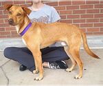 Small #5 Labrador Retriever Mix