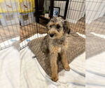 Small #5 Sheprador