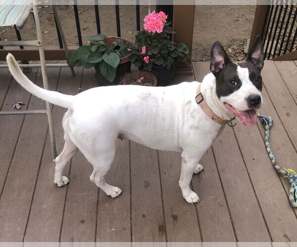 Medium Photo #4 American Pit Bull Terrier-Unknown Mix Puppy For Sale in Staten Island, NY, USA