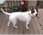 Small #3 American Pit Bull Terrier Mix
