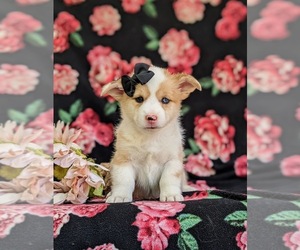 Pembroke Welsh Corgi Puppy for sale in QUARRYVILLE, PA, USA