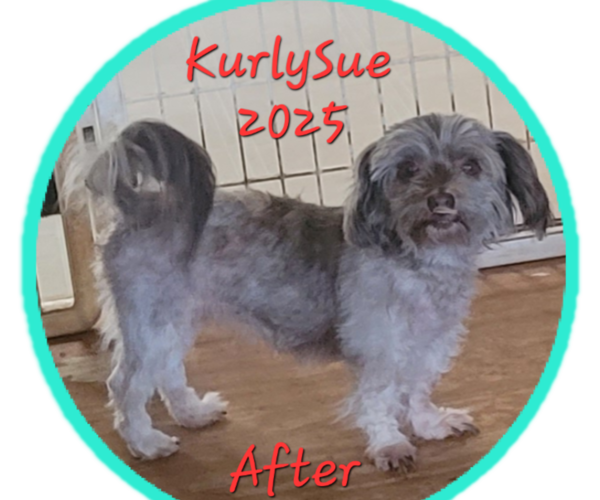 Medium Photo #1 Havashire Puppy For Sale in CHICKASHA, OK, USA