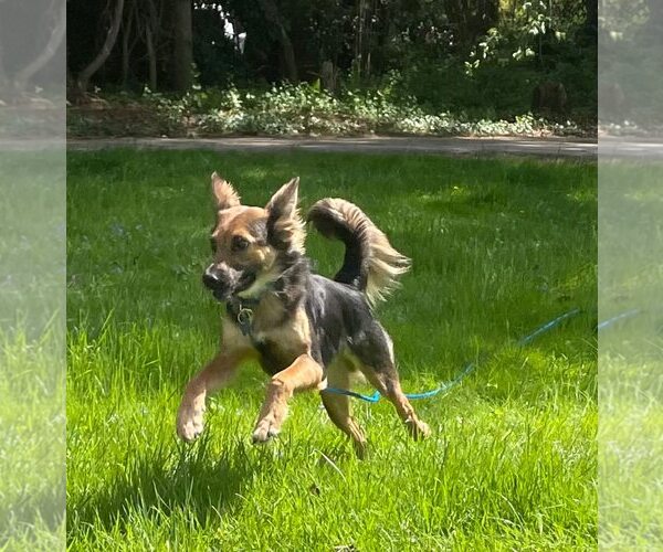 Medium Photo #2 Mutt Puppy For Sale in Darlington, MD, USA