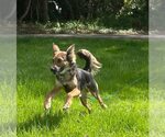 Small #1 Mutt