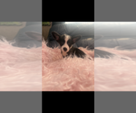 Small #7 Pembroke Welsh Corgi
