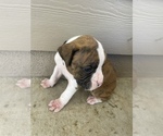 Small Photo #16 Boxer Puppy For Sale in LUCERNE VALLEY, CA, USA