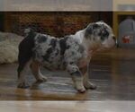 Small Photo #5 English Bulldog Puppy For Sale in MARSHFIELD, MO, USA