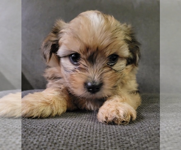Medium Photo #7 Auss-Tzu Puppy For Sale in SAN ANTONIO, TX, USA