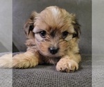 Small #6 Auss-Tzu