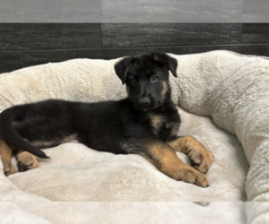 German Shepherd Dog Puppy for sale in KNOXVILLE, TN, USA