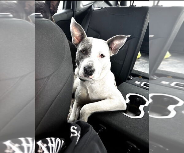 Medium Photo #3 American Pit Bull Terrier-Staffordshire Bull Terrier Mix Puppy For Sale in Claremore, OK, USA