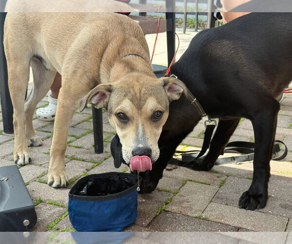 Medium Photo #2 Mutt Puppy For Sale in Sanford, FL, USA