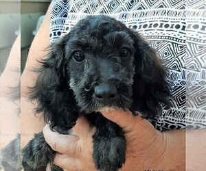 Mother of the Chiweenie-Poodle (Toy) Mix puppies born on 03/17/2025