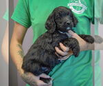 Small #1 Spaniel Mix