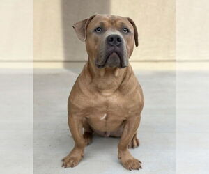 American Pit Bull Terrier Dogs for adoption in Chandler, AZ, USA